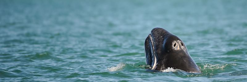 Visit Baja California between mid-January and early April to see grey whales up close