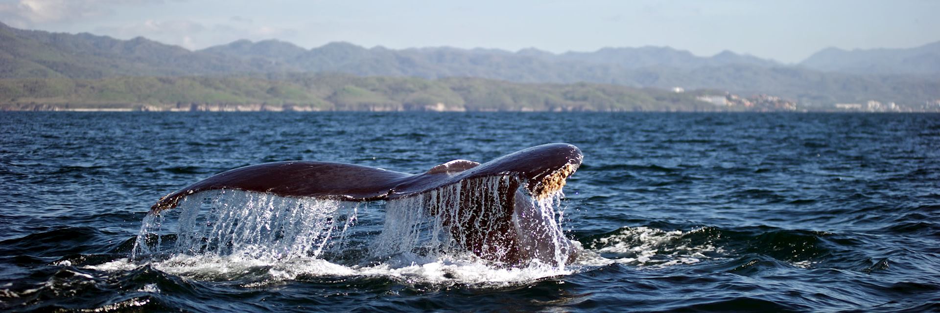 A whale surfaces off the coast of Puerto Vallarta