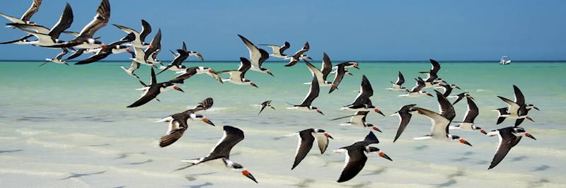 A flock of back skimmers off Holbox Island