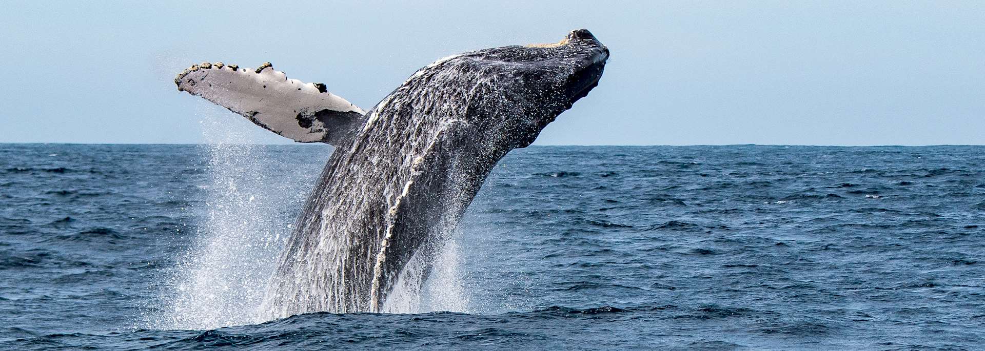 Humpback whale, Sea of Cortez, Mexico