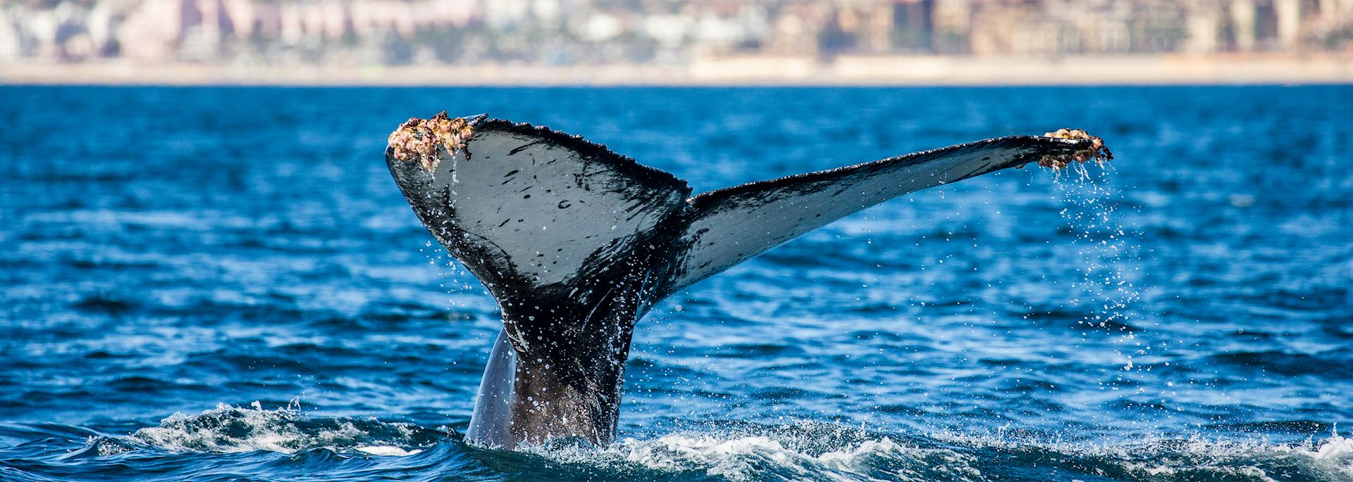Humpback whale, Sea of Cortez