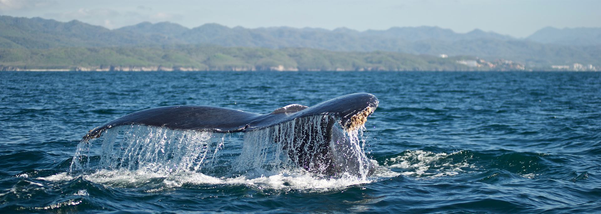 Whale breaching off the coast of Puerto Vallarta