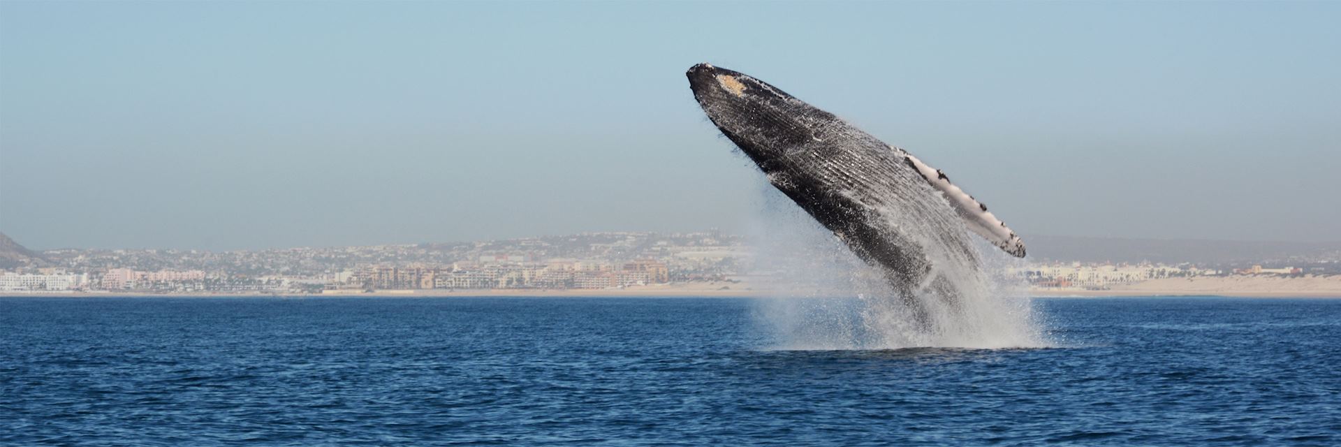 Whale breaching, Baja California, Mexico