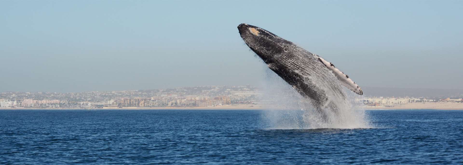 Whale breaching, Baja California