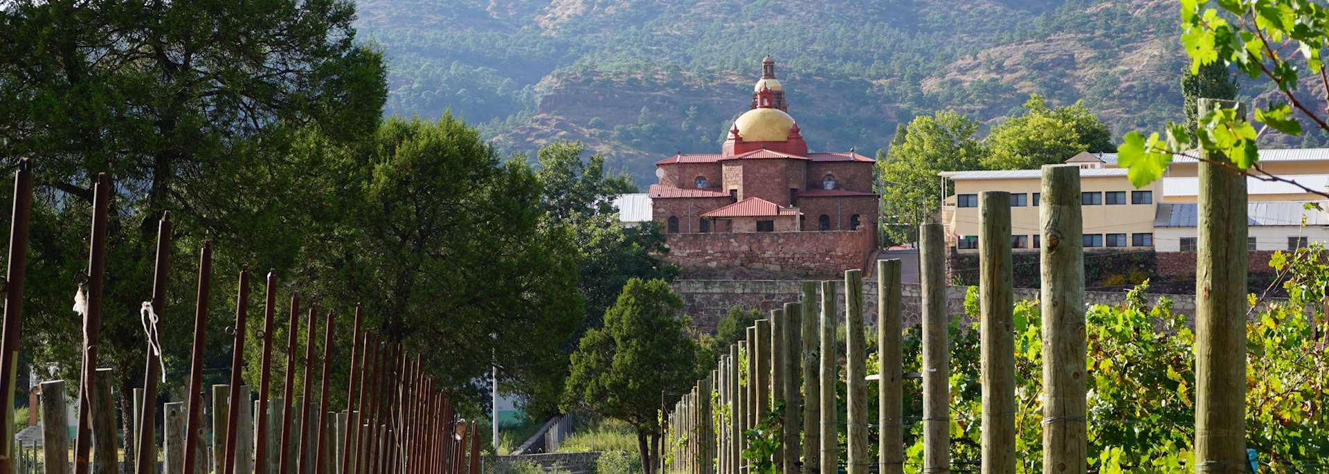 Vineyards surrounding Cerocahui