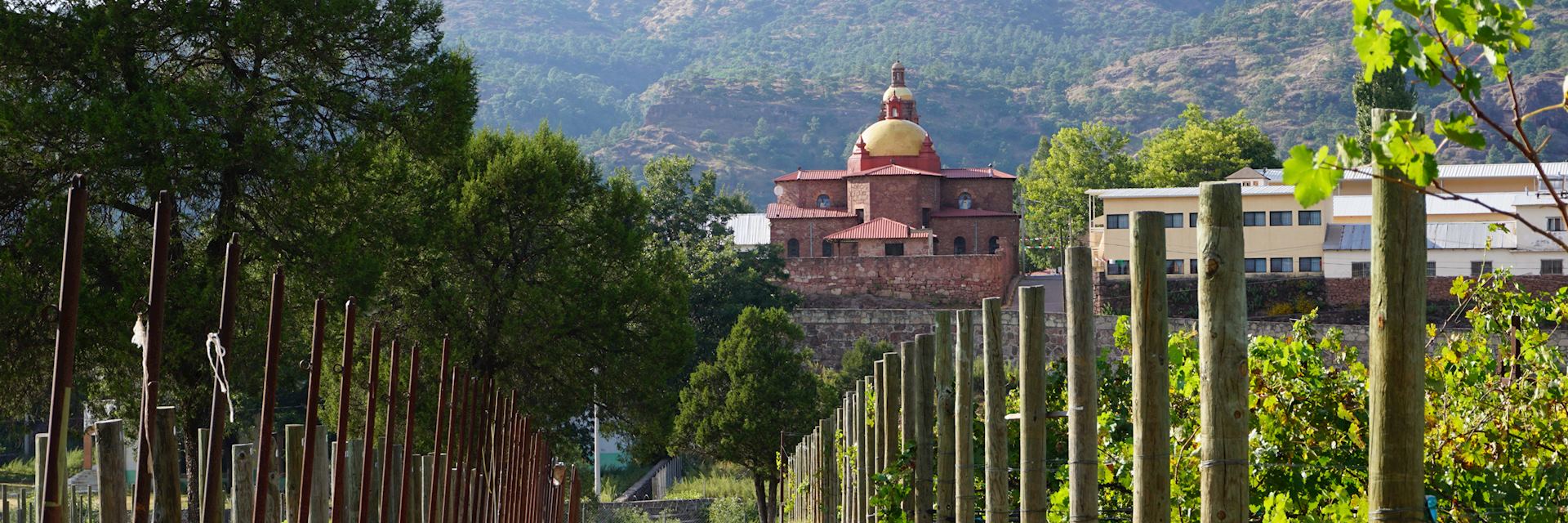 Vineyards surrounding Cerocahui