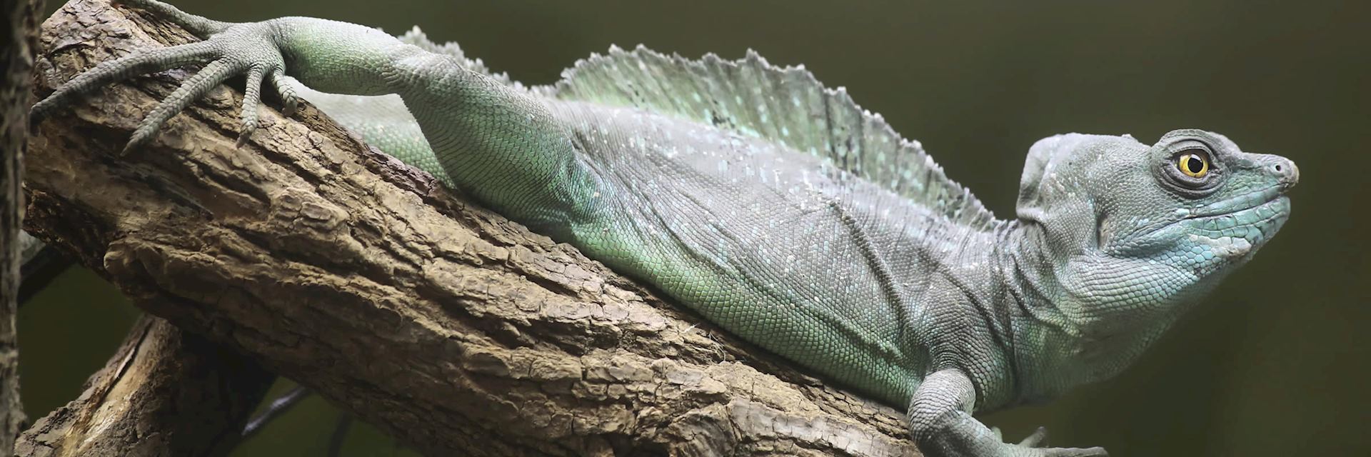 Plumed basilisk iguana