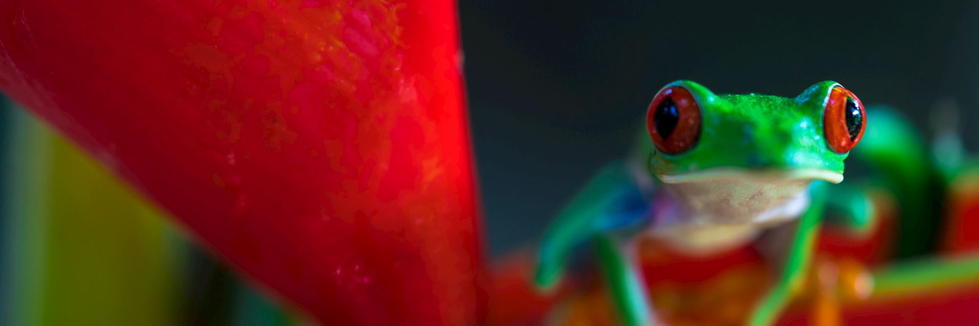 Red-eyed tree frog, Los Guatuzos Wildlife Refuge