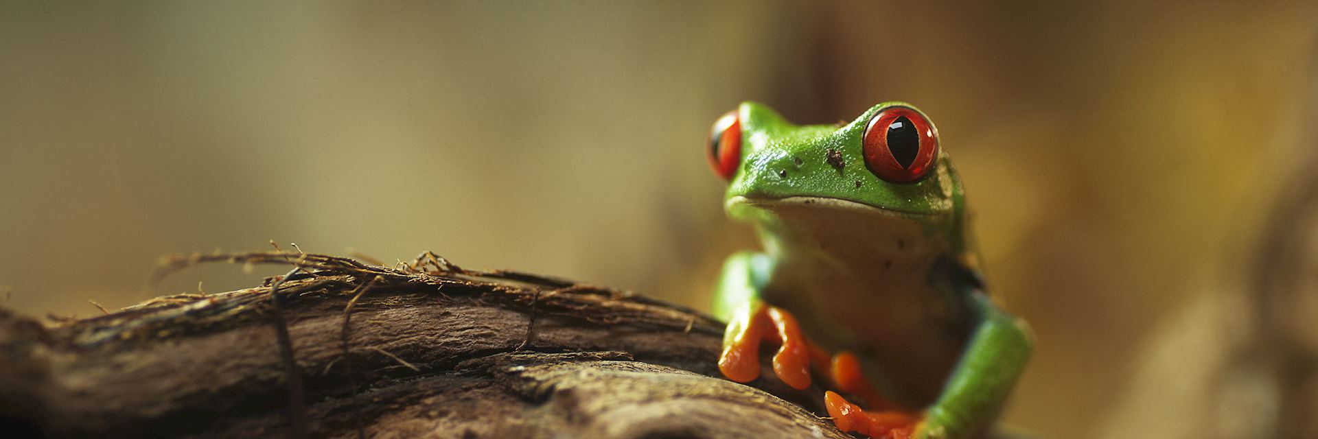 Red-eyed tree frog, Nicaragua