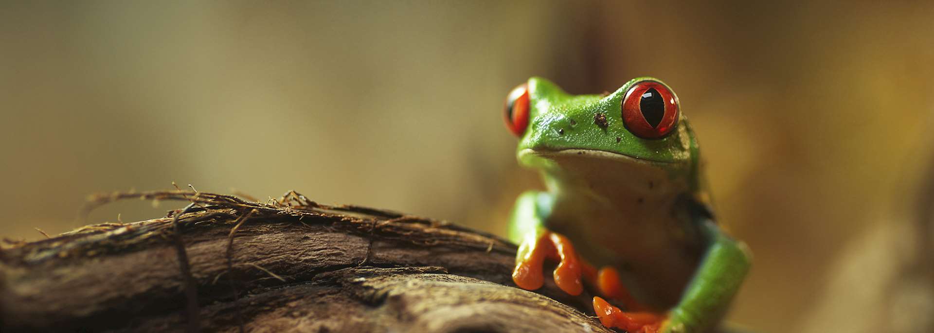 Red-eyed tree frog, Nicaragua