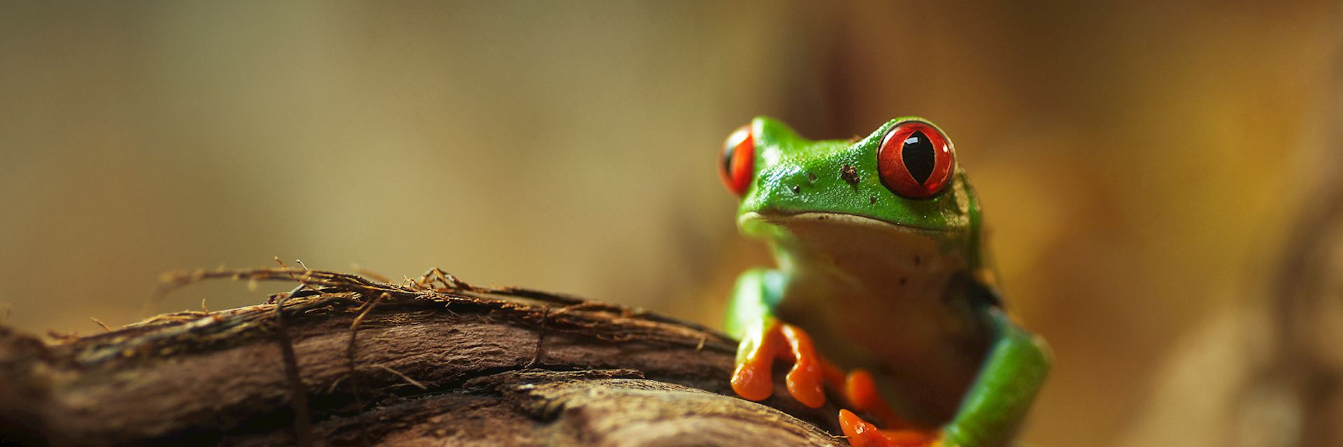 Red-eyed tree frog, Nicaragua
