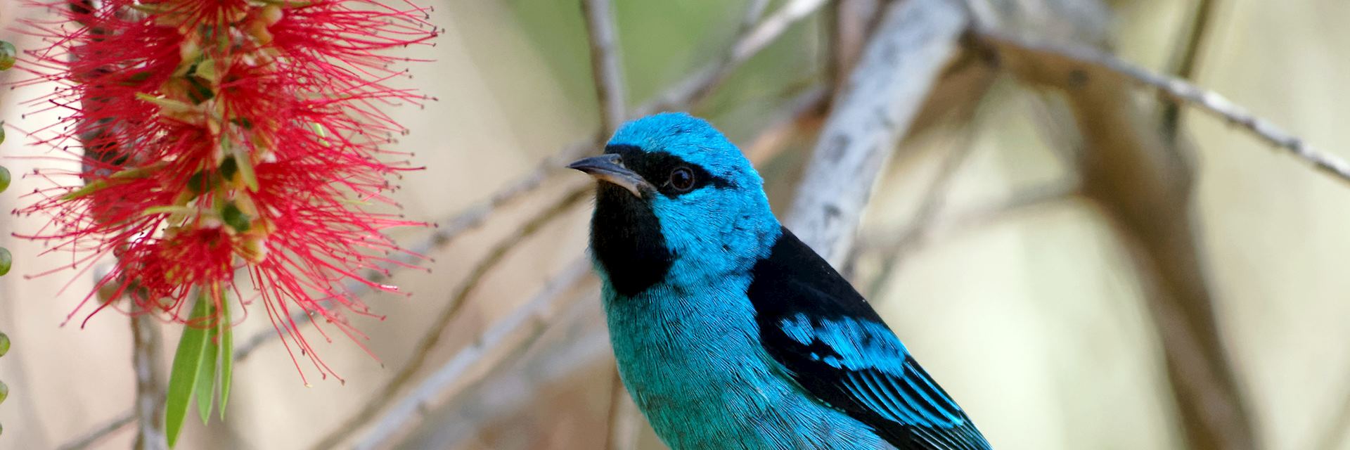 Blue dacnis on a bottlebrush tree, Nicaragua