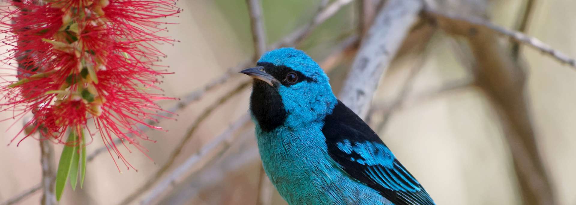 Blue dacnis on a bottlebrush tree, Nicaragua