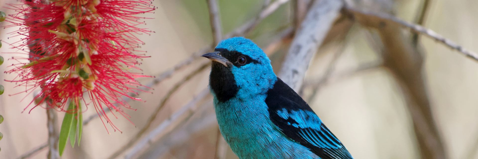 Blue dacnis on a bottlebrush tree, Nicaragua