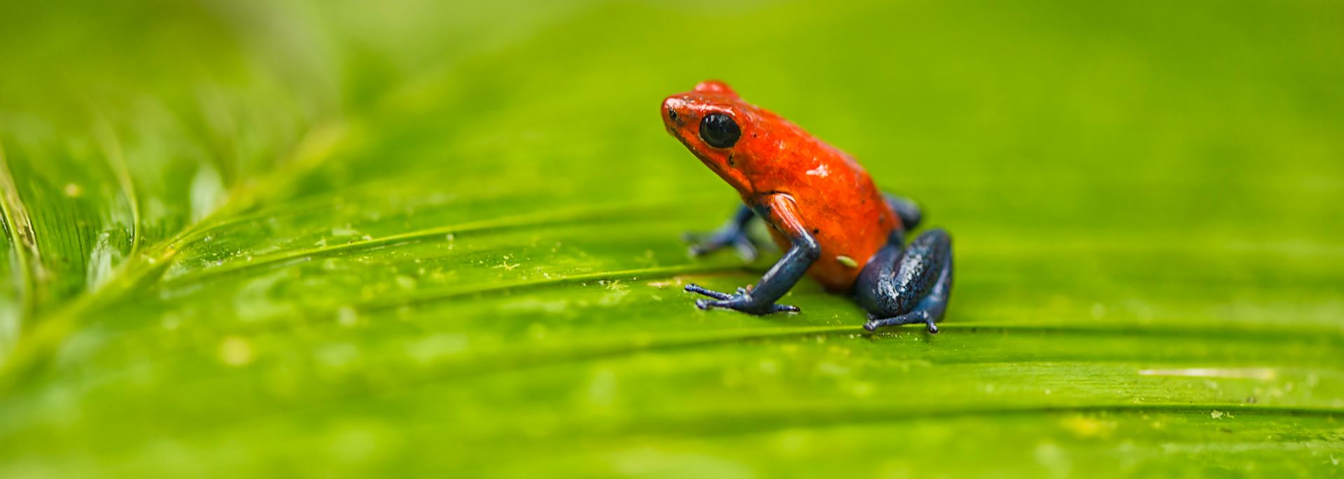 Blue jeans frog, Solentiname Islands