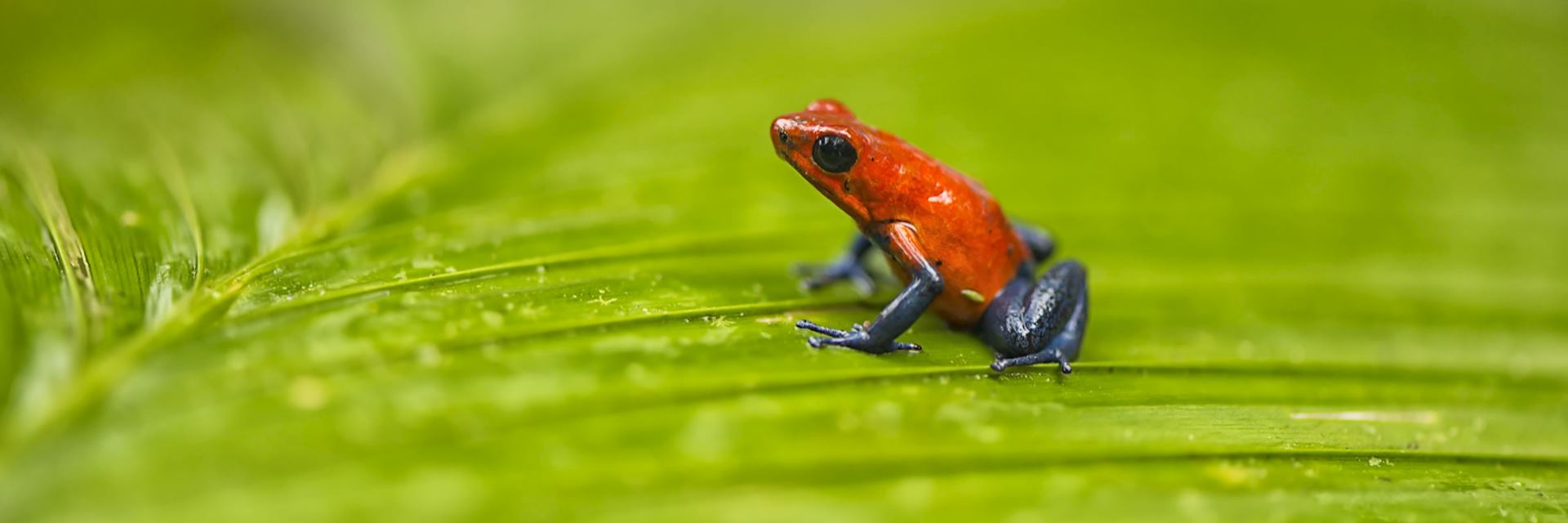 Blue jeans frog