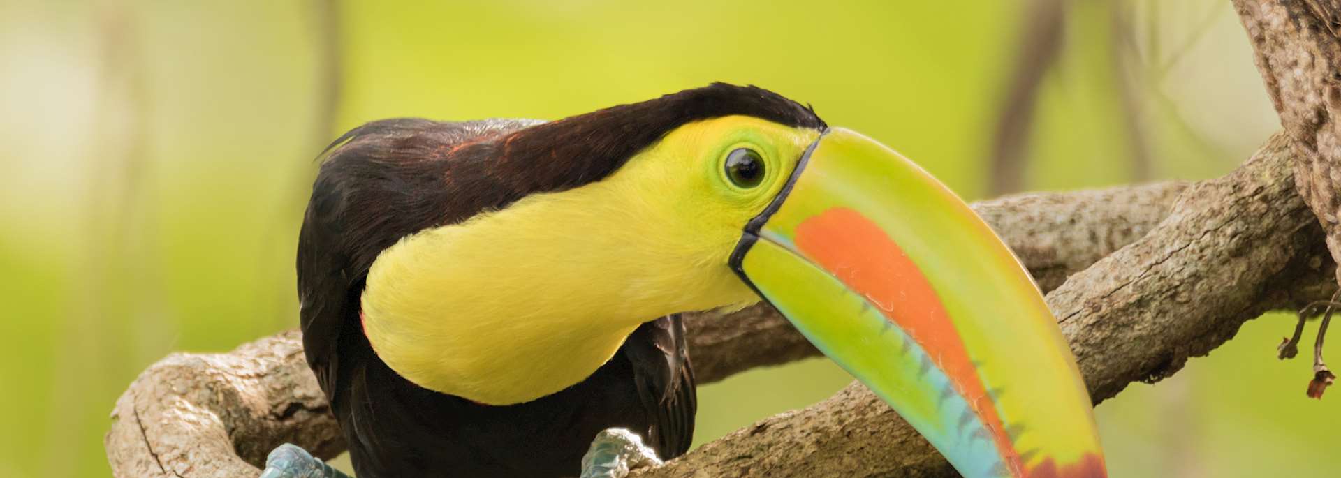 Keel-billed toucan, Panama