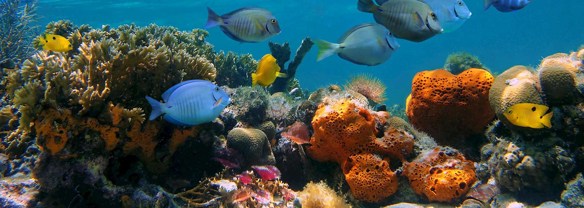 Marine life in Bocas del Toro