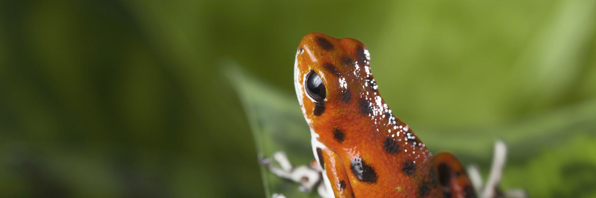 Poison Dart Frog
