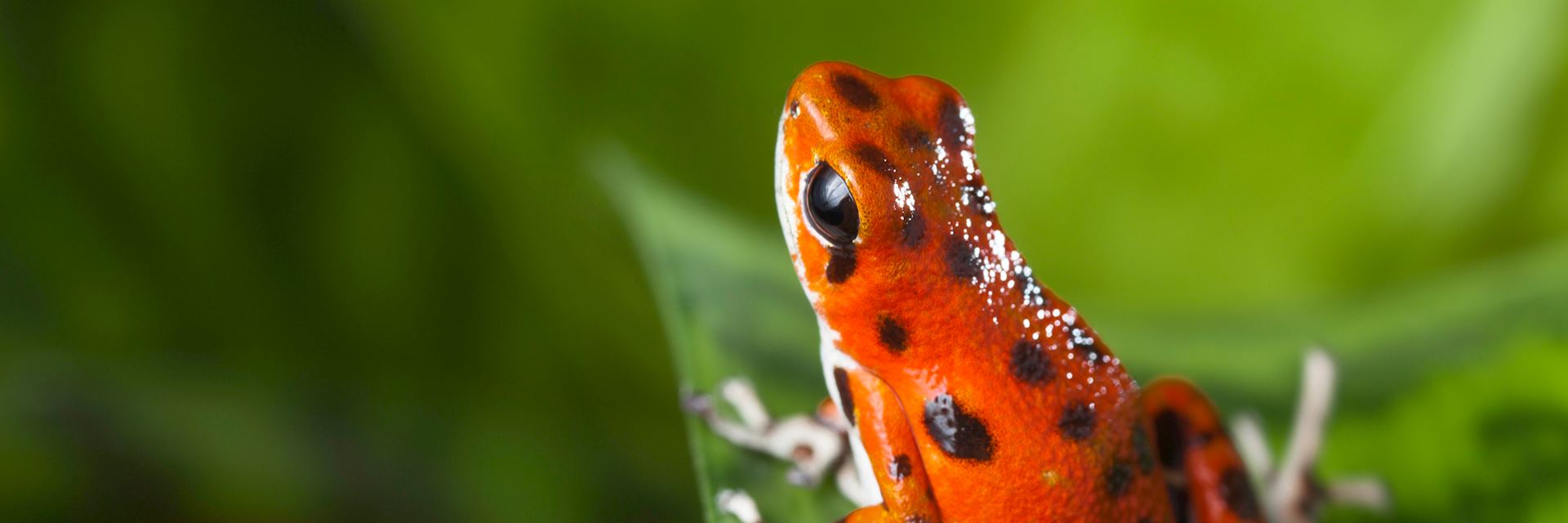 Poison dart frog, Bocas del Toro