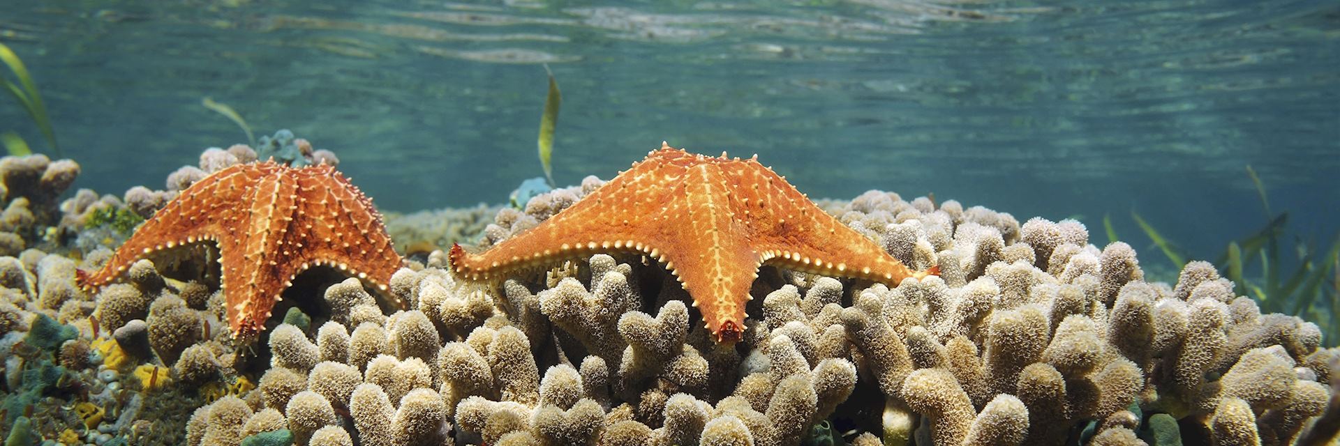 Starfish, Bocas del Toro