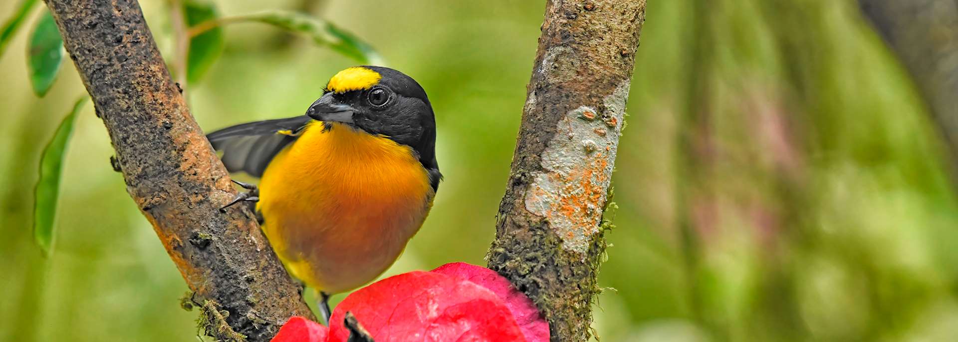 Yellow-throated euphonia