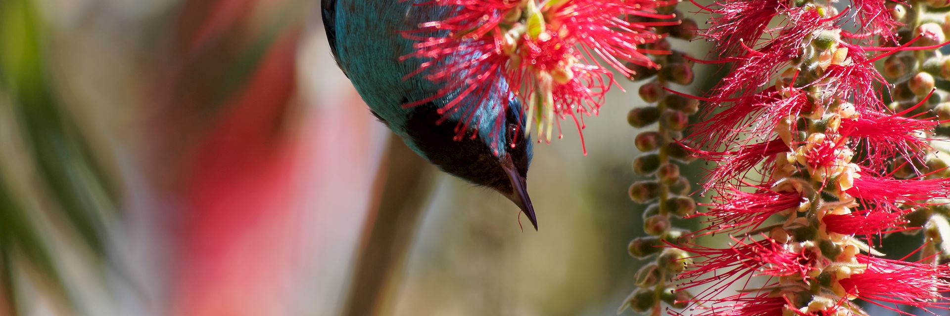 Blue dacnis, Panama