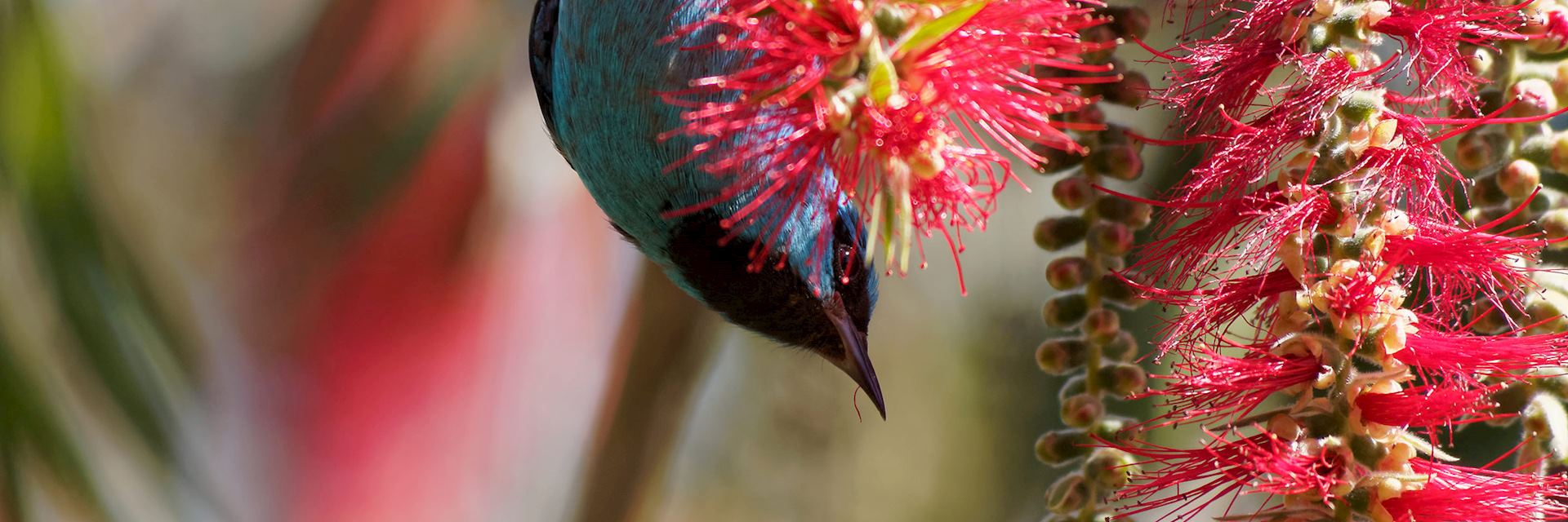 Blue dacnis, Panama