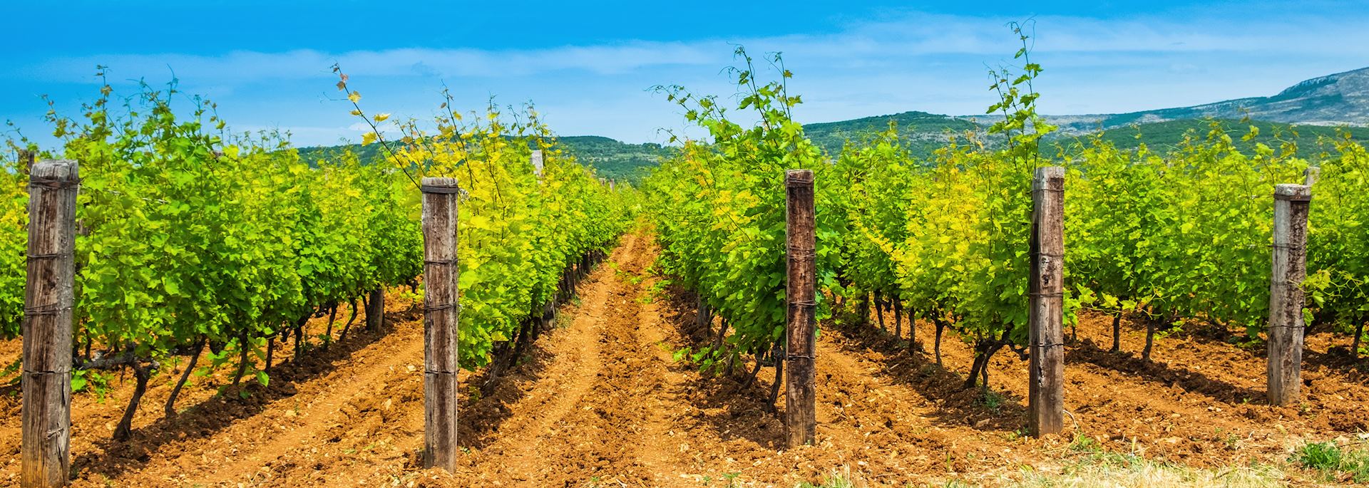Vineyard on the Dalmatian Coast