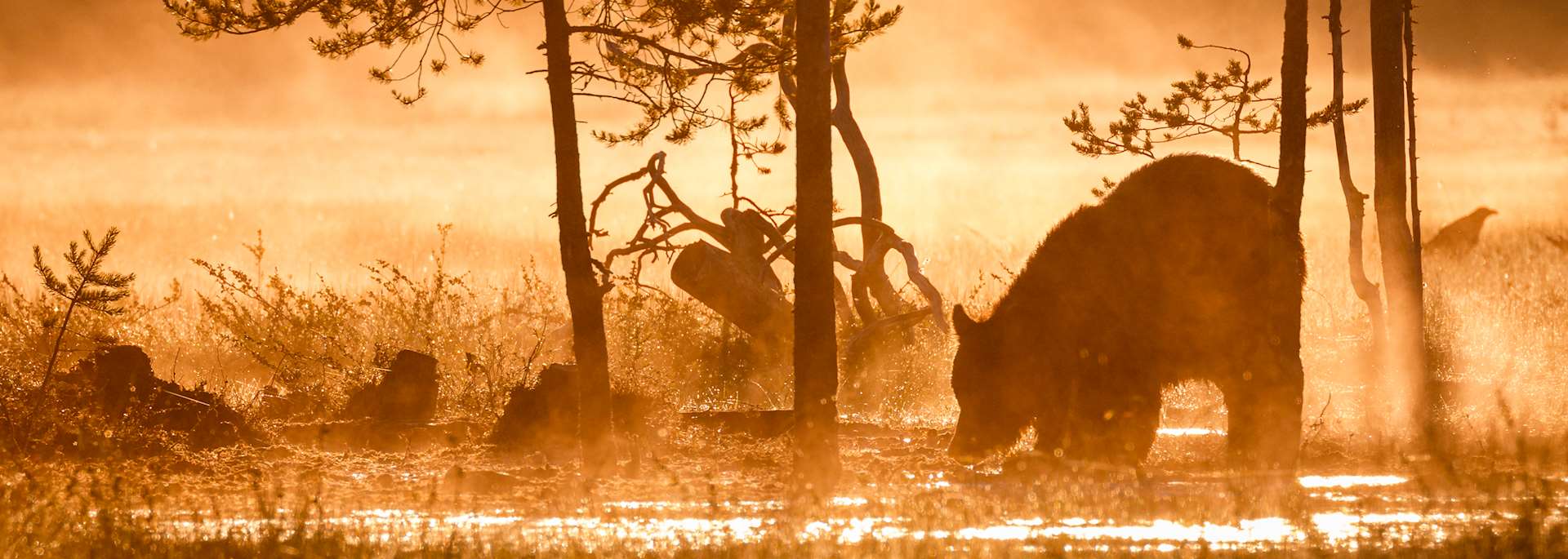 Bear in Kuhmo, eastern Finland