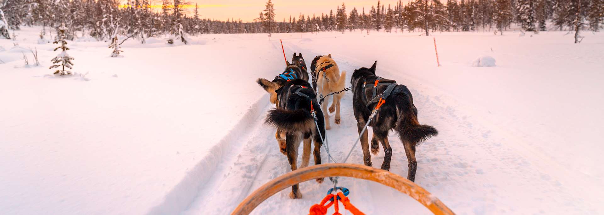 Husky sledding, Finnish Lapland