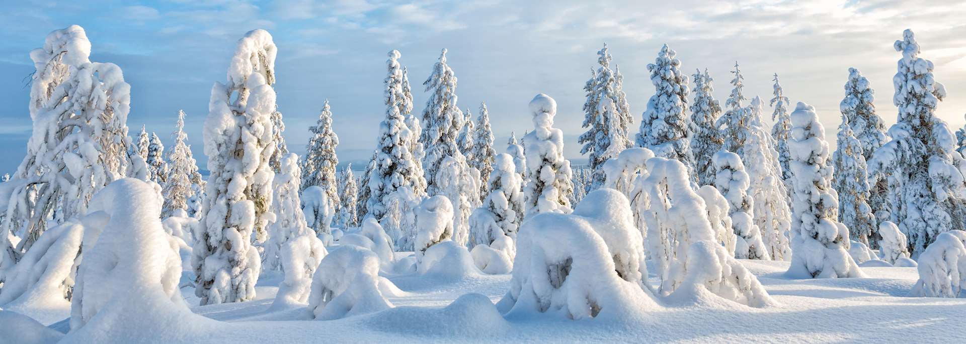 Snow-covered fir trees, Finnish Lapland