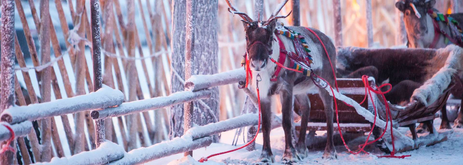 Reindeer in Rovaniemi, Finnish Lapland