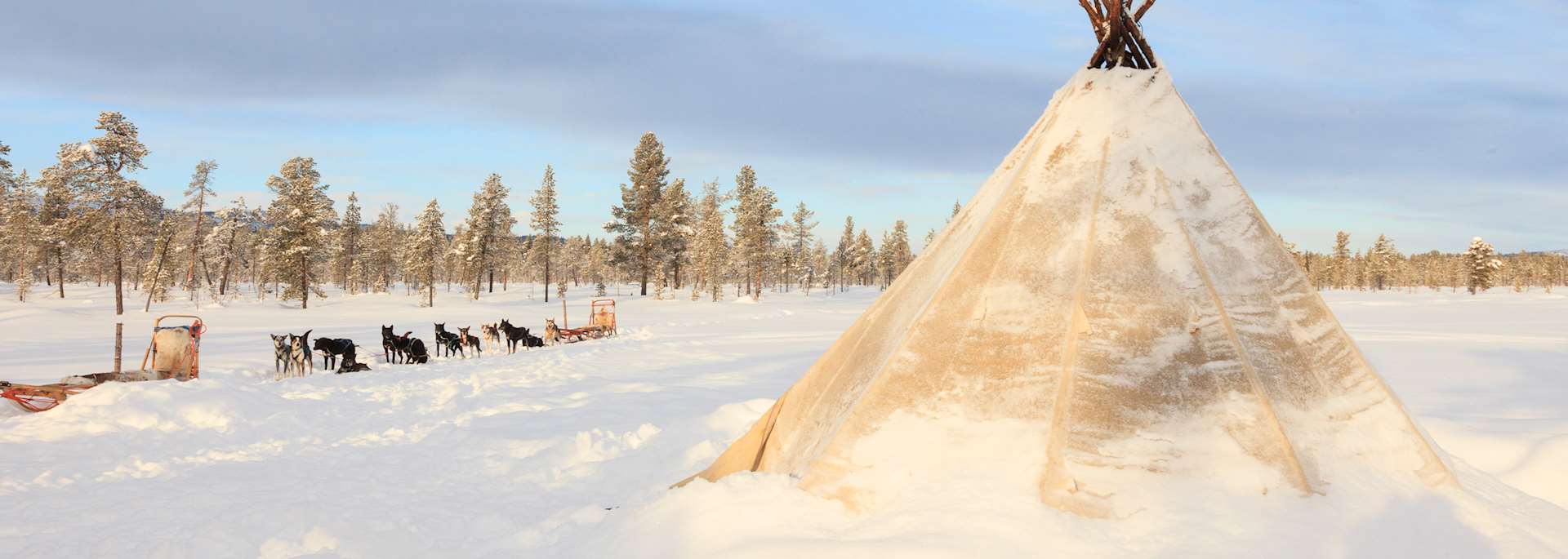 A team of huskies next to a Sámi lávvu (tipi)