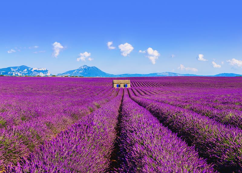 Lavender field in Provence