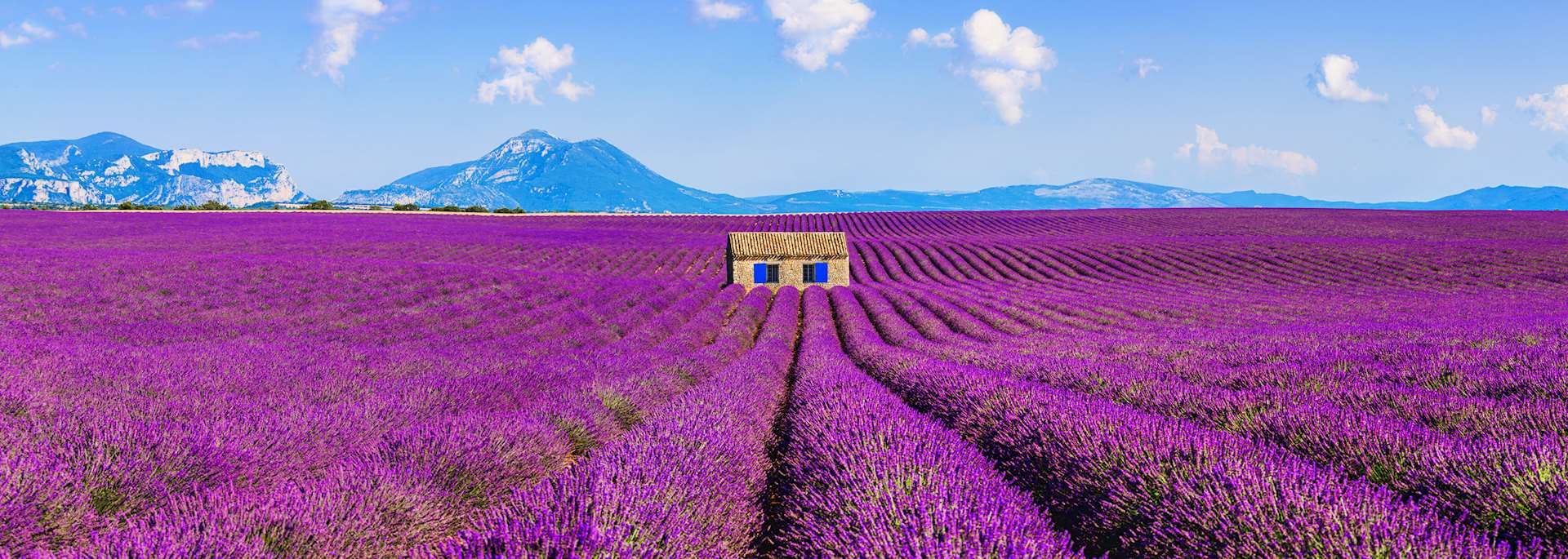 Lavender field in Provence