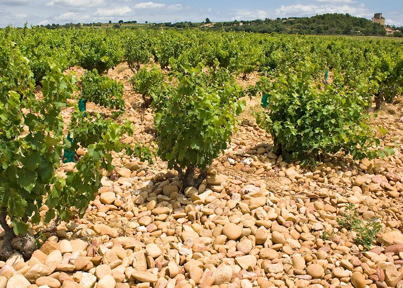 Vineyard, Châteauneuf-du-Pape