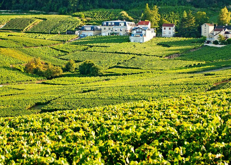Vineyards, Champagne region 