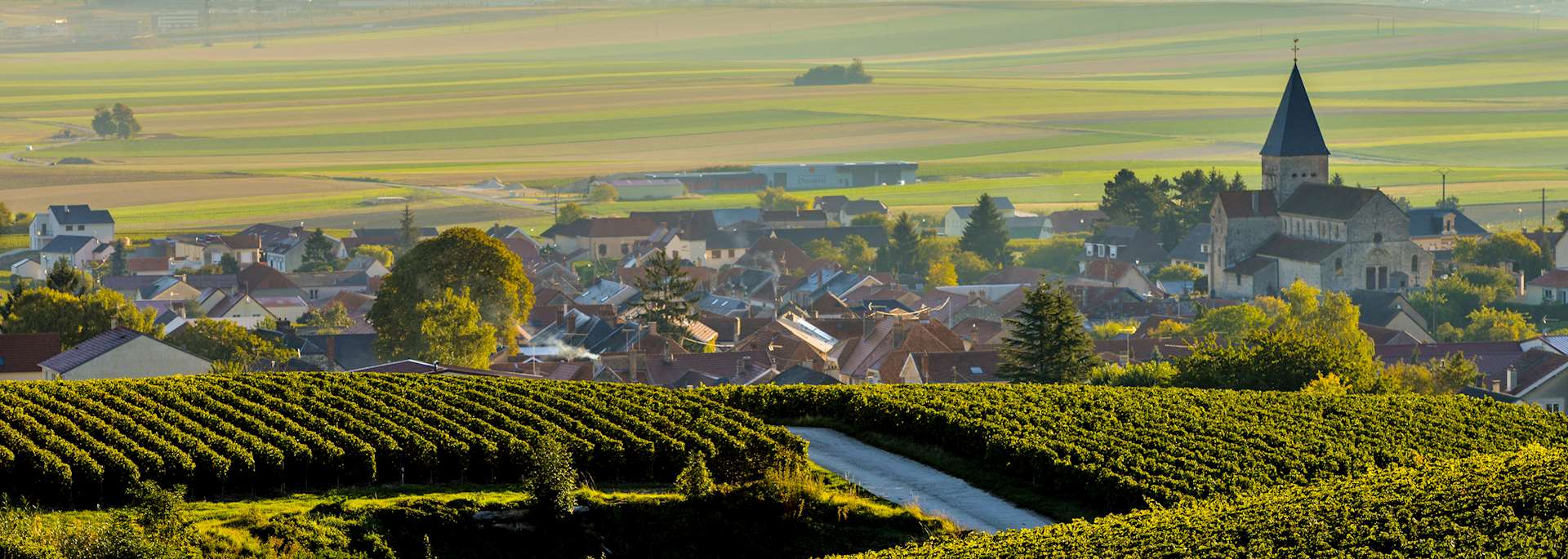 Vineyard, Champagne region 