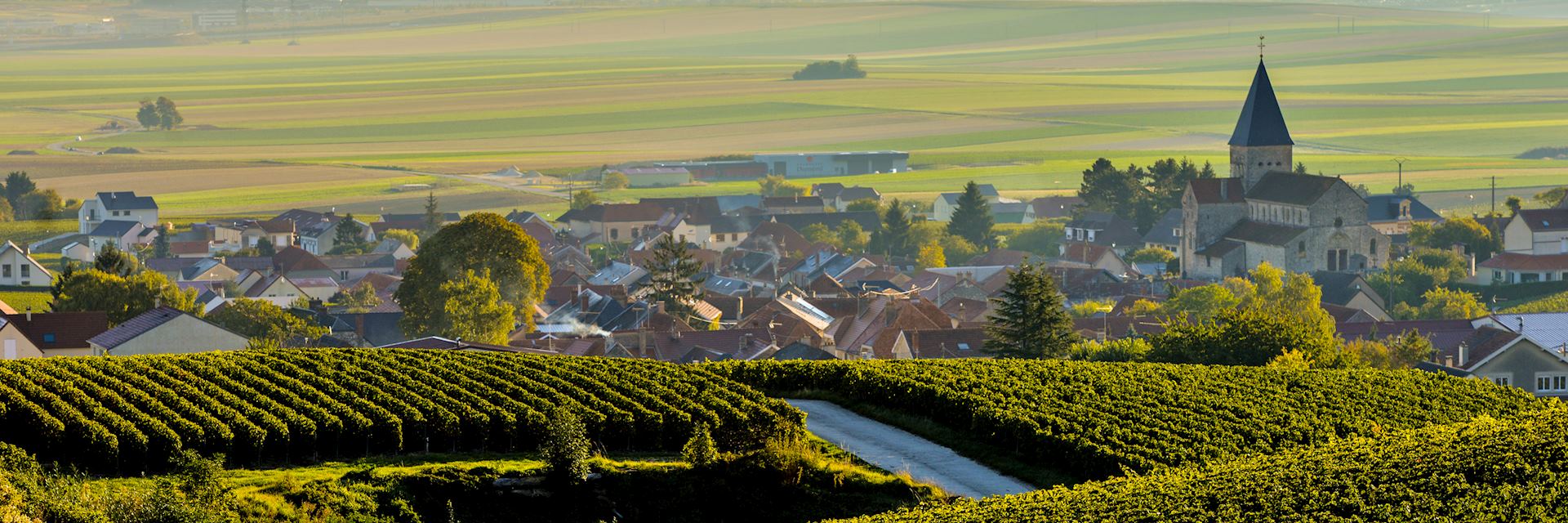 Vineyard, Champagne region 