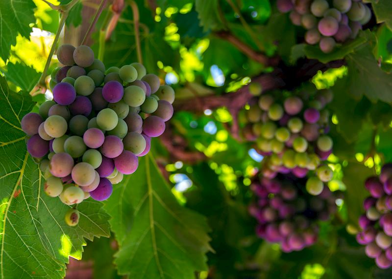 Vineyard in the Loire Valley