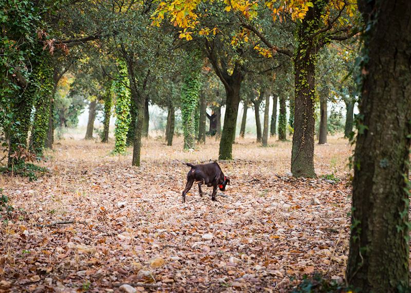 Dog hunting for truffles in Provence