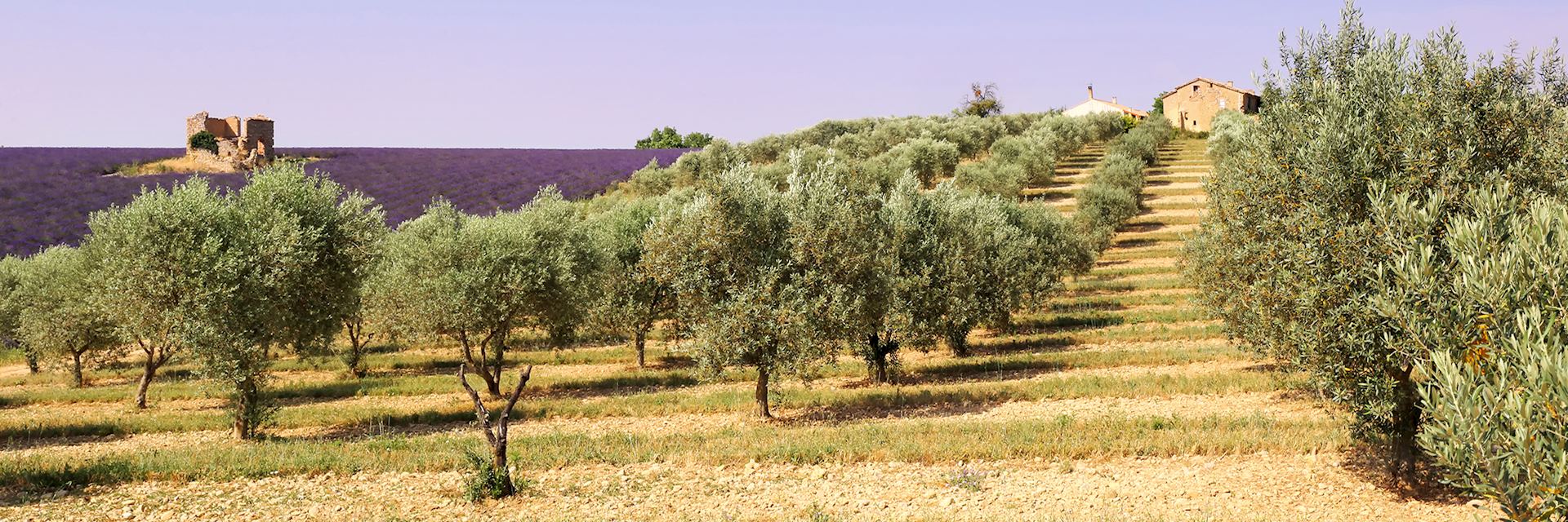 Olive trees and lavender field, Provence