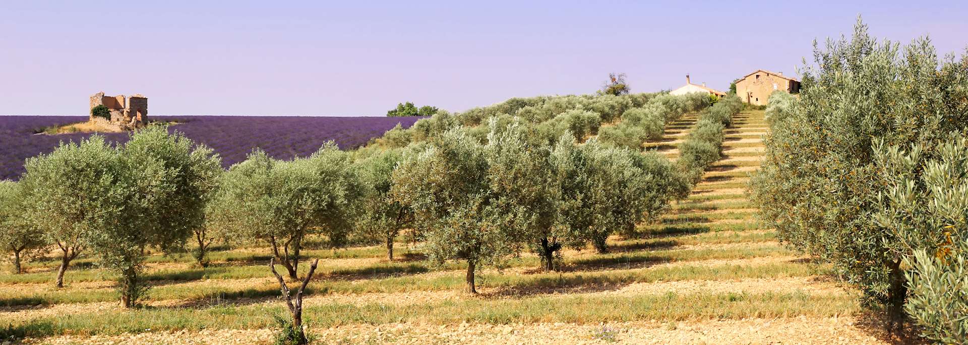 Olive trees and lavender field, Provence