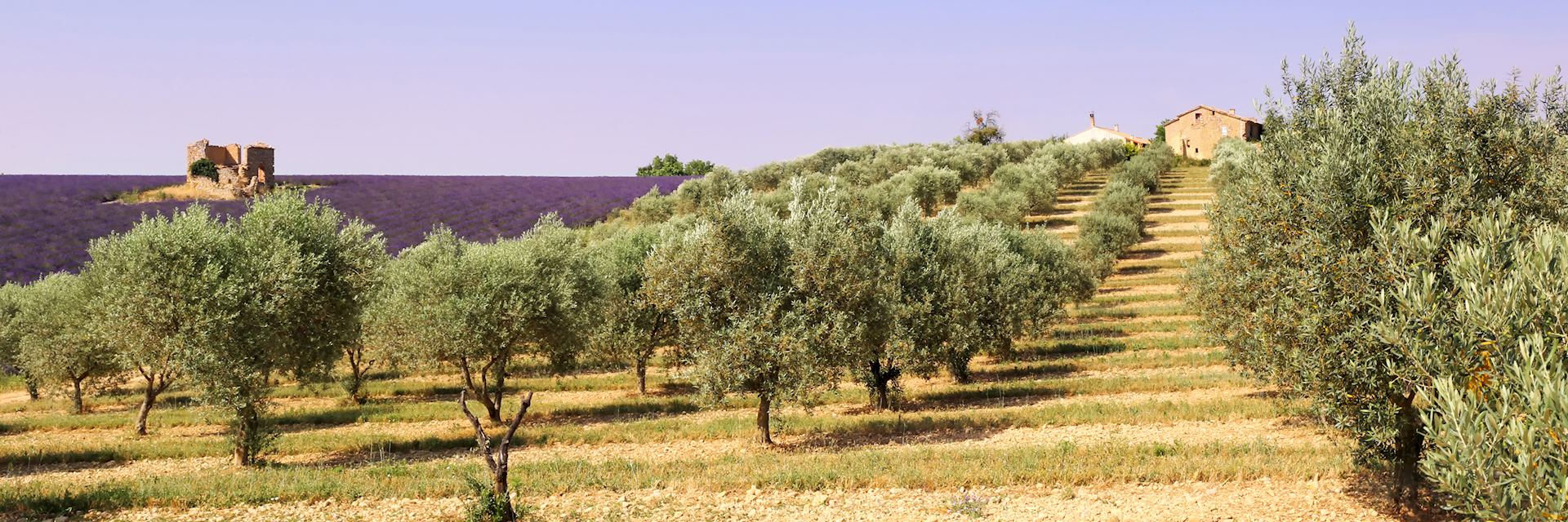 Olive trees and lavender field, Provence