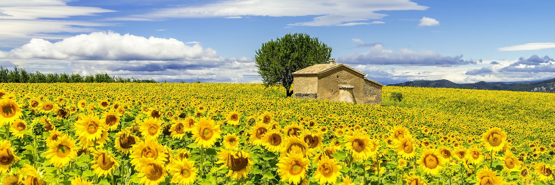 Sunflowers, Provence