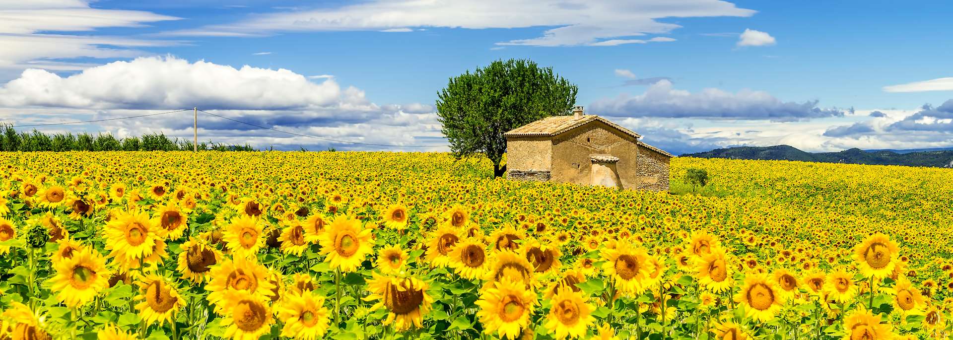Sunflowers, Provence