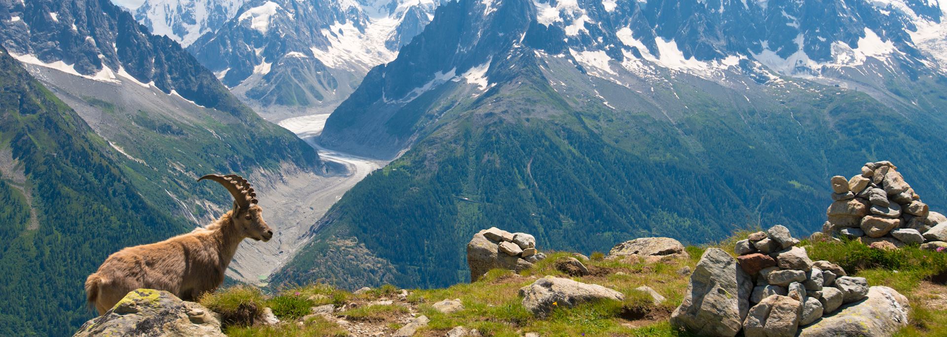 Mountain goat relaxing, Chamonix