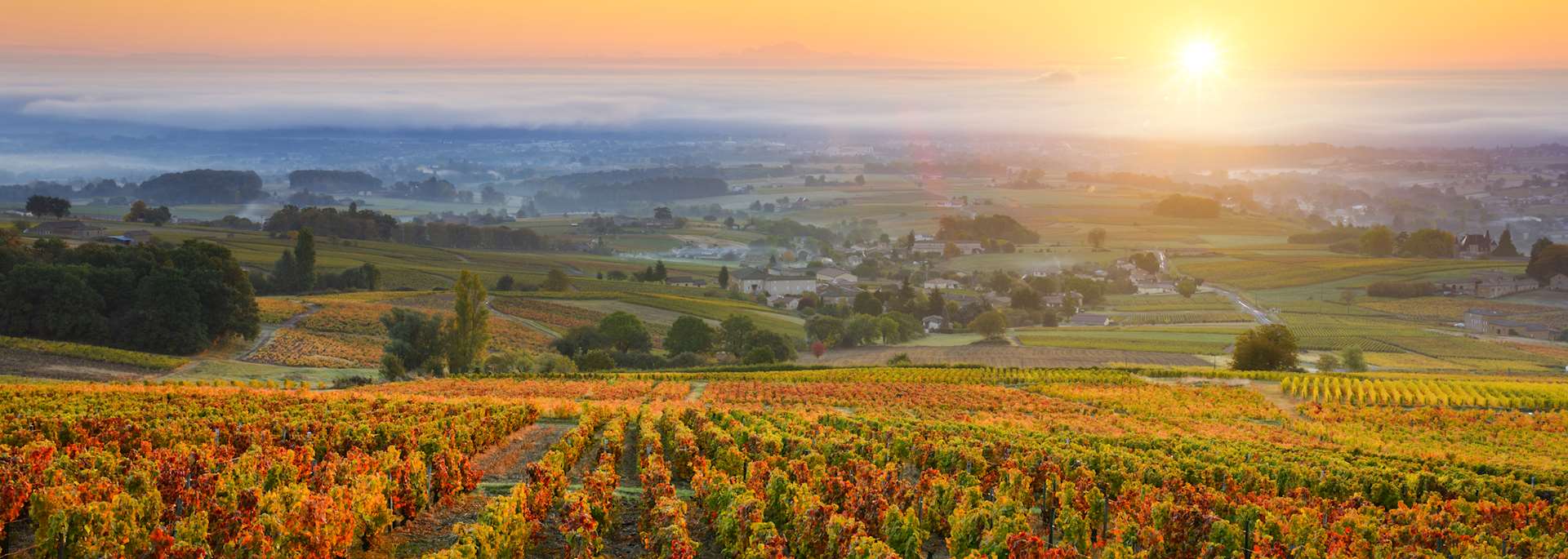 Vineyard in the Beaujolais region