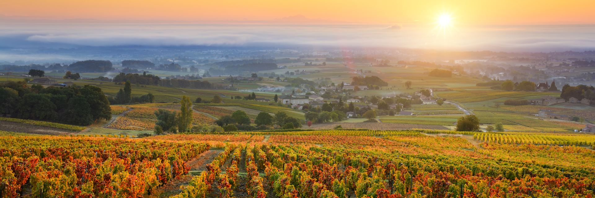 Vineyard in the Beaujolais region
